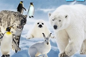 En isbjørn, en snøleopard, en selunge, en arktisk hare og flere pingviner på et snødekt landskap