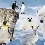 En isbjørn, en snøleopard, en selunge, en arktisk hare og flere pingviner på et snødekt landskap