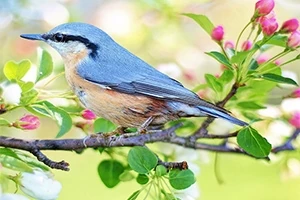 En fugl med blå og oransje fjær som sitter på en grein omgitt av blomsterknopper og grønne blader