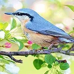En fugl med blå og oransje fjær som sitter på en grein omgitt av blomsterknopper og grønne blader