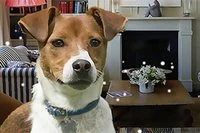 Finn alle de skjulte hundene i huset